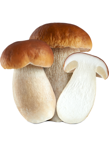 Crema di funghi porcini (Steinpilzcreme)