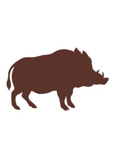 Ragù di Cinghiale (Wildschweinsauce)