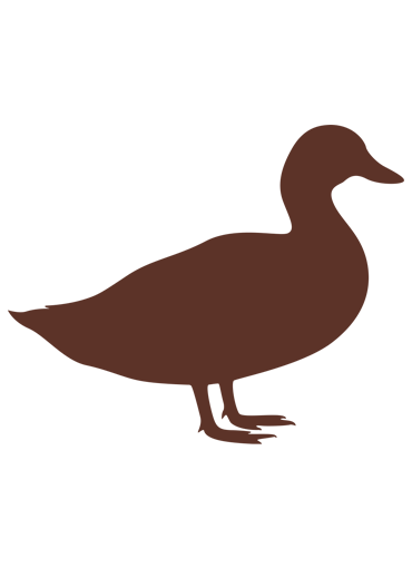 Duck Ragout